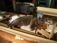 Dovetails. Even a cat can do it.JPG