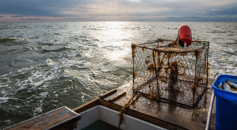 Chesapeake Chapter Lobster Net